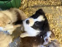Allison , a female Australian Shepherd for sale in Trenton, NJ – 8 of 10