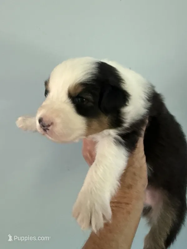 Everest – Australian Shepherd puppy for sale in Trenton, NJ