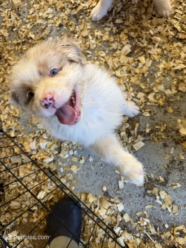 Atlas – Australian Shepherd puppy for sale in Trenton, NJ