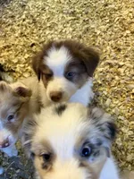 Alex, a male Australian Shepherd for sale in Trenton, NJ – 9 of 9