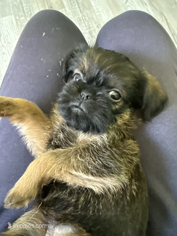 Lionel – Brussels Griffon puppy for sale in Trenton, NJ