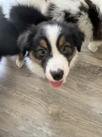 Esme, a female Australian Shepherd for sale in Trenton, NJ – 6 of 10