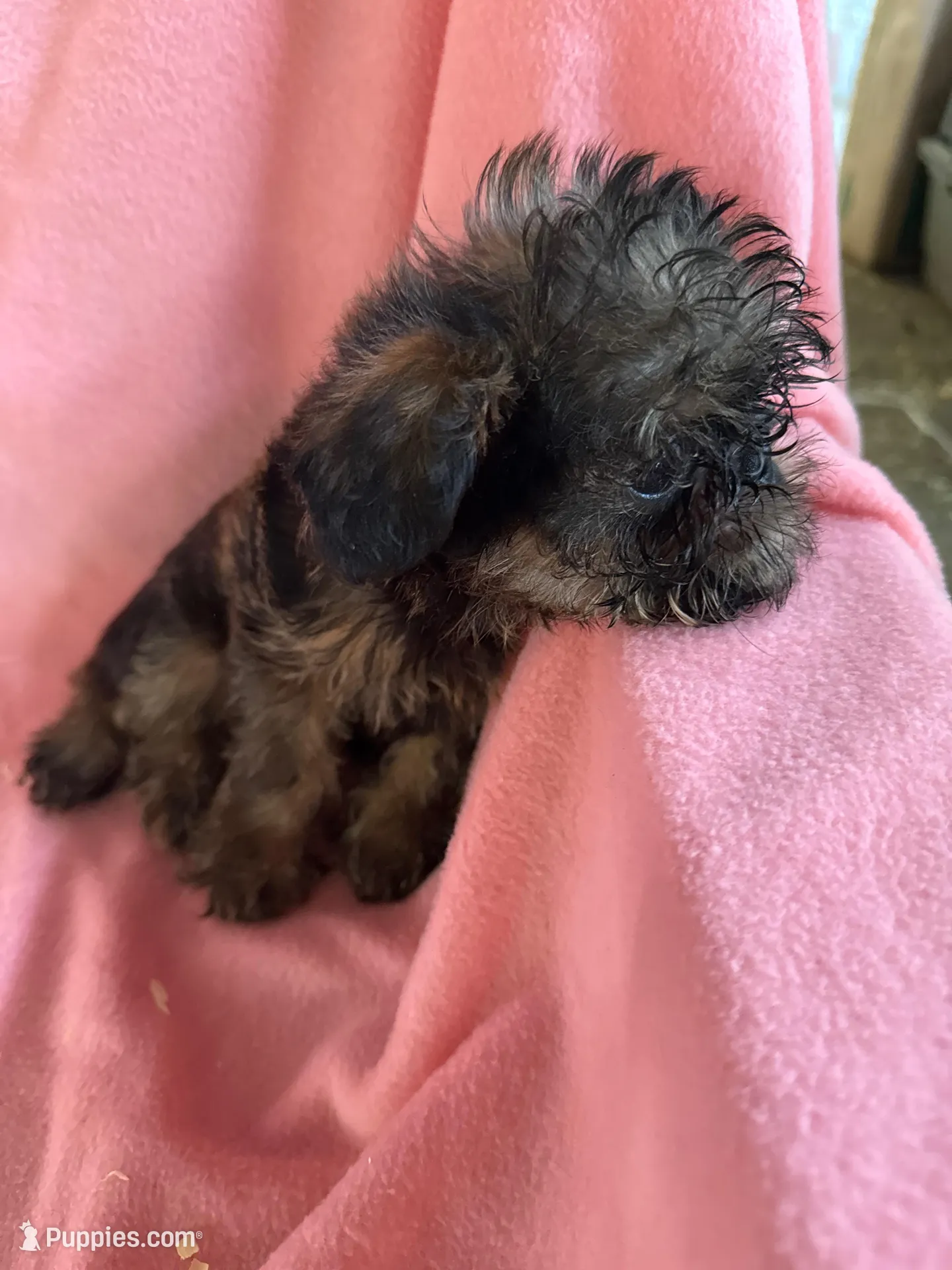 Lucy, a female Brussels Griffon for sale in Trenton, NJ – 6 of 8