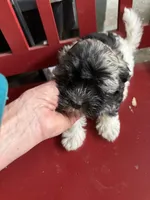 Justine, a female Havanese for sale in Trenton, NJ – Photo 3 of 7