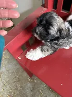 Justine, a female Havanese for sale in Trenton, NJ – Photo 6 of 7