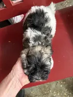 Justine, a female Havanese for sale in Trenton, NJ – Photo 2 of 7