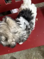 Justine, a female Havanese for sale in Trenton, NJ – Photo 4 of 7