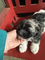 Justine, a female Havanese for sale in Trenton, NJ – Photo 5 of 7