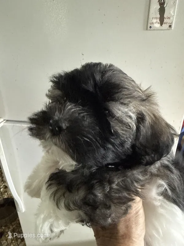 Justine – Havanese puppy for sale in Trenton, NJ