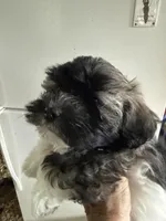 Justine, a female Havanese for sale in Trenton, NJ – Photo 1 of 7