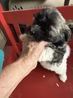Justine, a female Havanese for sale in Trenton, NJ – Photo 7 of 7