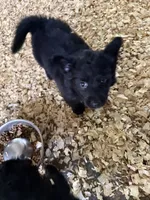 Pilar, a female Pembroke Welsh Corgi for sale in Trenton, NJ – 2 of 4