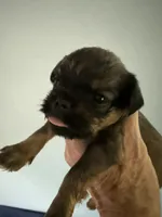 Salsa, a female Brussels Griffon for sale in Trenton, NJ – 3 of 7