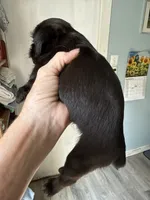 Sylus, a male Brussels Griffon for sale in Trenton, NJ – 8 of 8