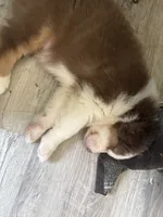 Bonnie, a female Australian Shepherd for sale in Trenton, NJ – 9 of 9