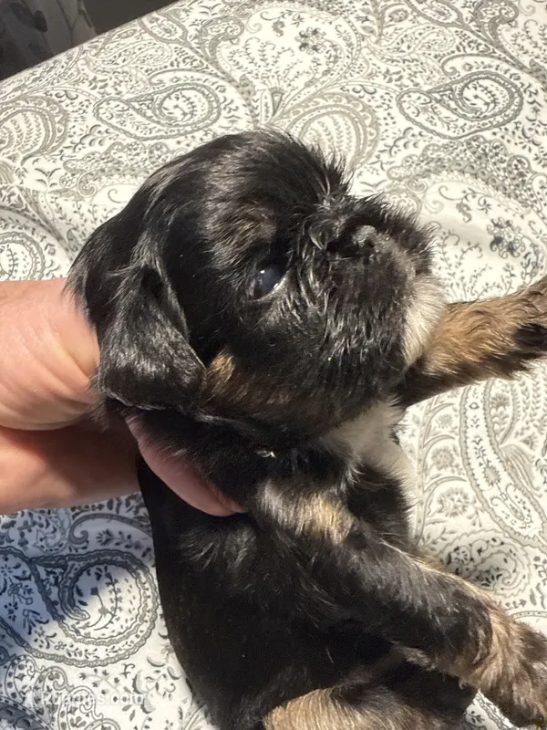 Sabastian – Brussels Griffon puppy for sale in Trenton, NJ