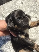 Sabastian, a male Brussels Griffon for sale in Trenton, NJ – 1 of 8