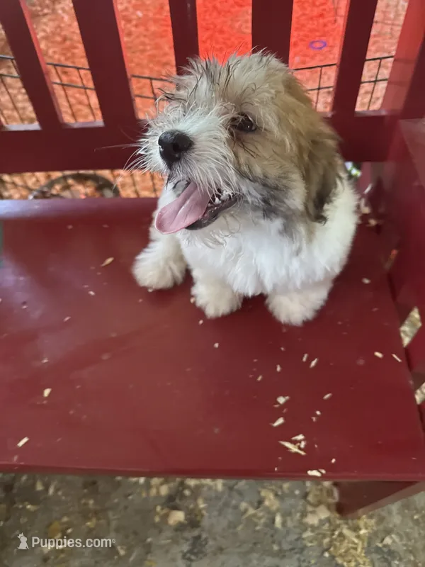 Joann – Havanese puppy for sale in Trenton, NJ