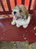 Joann, a female Havanese for sale in Trenton, NJ – 6 of 10