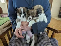 Red, a female Pembroke Welsh Corgi for sale in Trenton, NJ – Photo 1 of 4