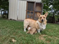 Red, a female Pembroke Welsh Corgi for sale in Trenton, NJ – Photo 3 of 4