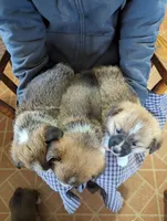 Red, a female Pembroke Welsh Corgi for sale in Trenton, NJ – Photo 2 of 4