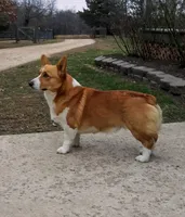Red, a female Pembroke Welsh Corgi for sale in Trenton, NJ – Photo 4 of 4