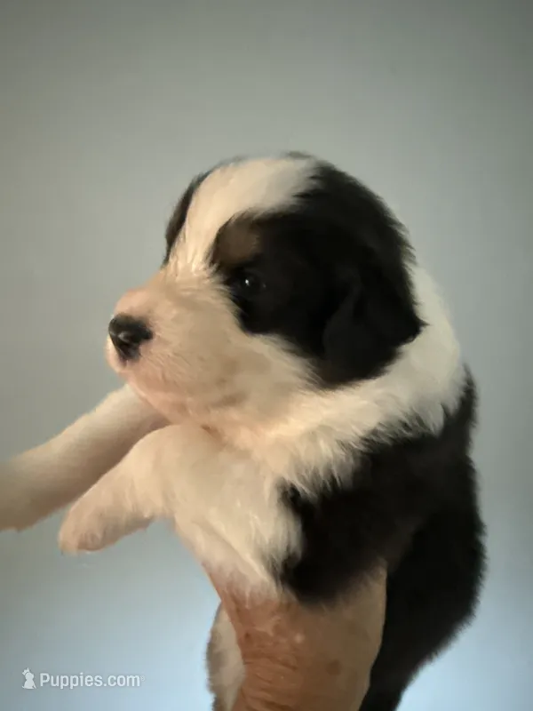 Elias – Australian Shepherd puppy for sale in Trenton, NJ