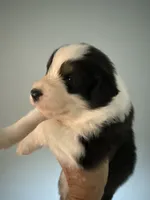 Elias, a male Australian Shepherd for sale in Trenton, NJ – 1 of 8