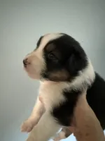 Esme, a female Australian Shepherd for sale in Trenton, NJ – 2 of 8