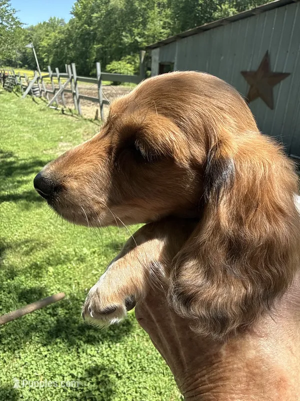 Russel – Miniature Dachshund puppy for sale in Trenton, NJ