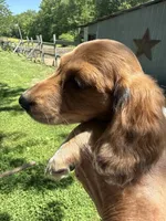 Russel, a male Miniature Dachshund for sale in Trenton, NJ – 3 of 9
