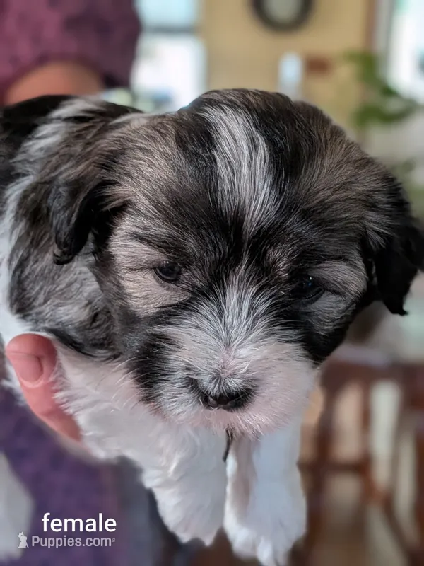 Erial – Havanese puppy for sale in Trenton, NJ