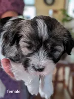 Erial, a female Havanese for sale in Trenton, NJ – 1 of 5