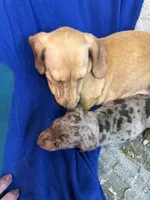 Rex, a male Miniature Dachshund for sale in Trenton, NJ – 4 of 8