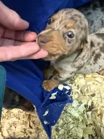 Rex, a male Miniature Dachshund for sale in Trenton, NJ – 3 of 8