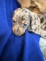 Rex, a male Miniature Dachshund for sale in Trenton, NJ – 7 of 8