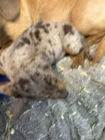 Rex, a male Miniature Dachshund for sale in Trenton, NJ – 6 of 8