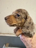 Rex, a male Miniature Dachshund for sale in Trenton, NJ – 1 of 8