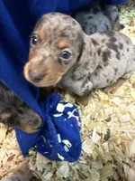 Rex, a male Miniature Dachshund for sale in Trenton, NJ – 5 of 8