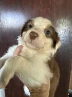 Annabell, a female Australian Shepherd for sale in Trenton, NJ – 3 of 8