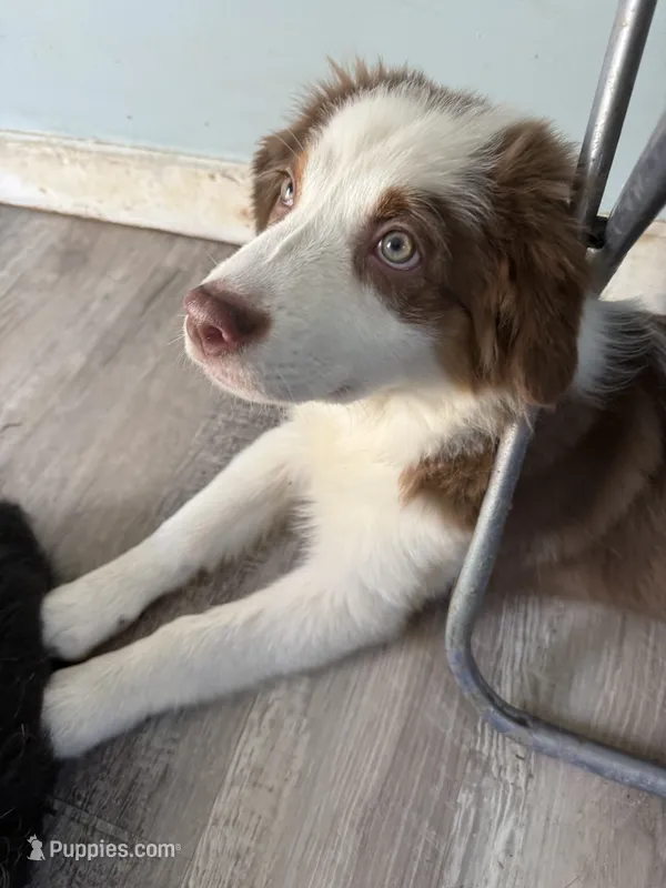 Bonnie – Australian Shepherd puppy for sale in Trenton, NJ