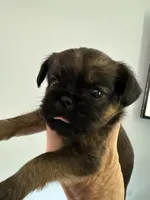 Lindy, a female Brussels Griffon for sale in Trenton, NJ – 2 of 10