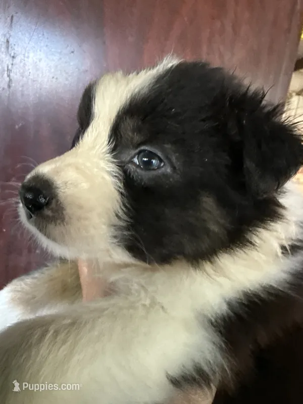 Addie – Australian Shepherd puppy for sale in Trenton, NJ