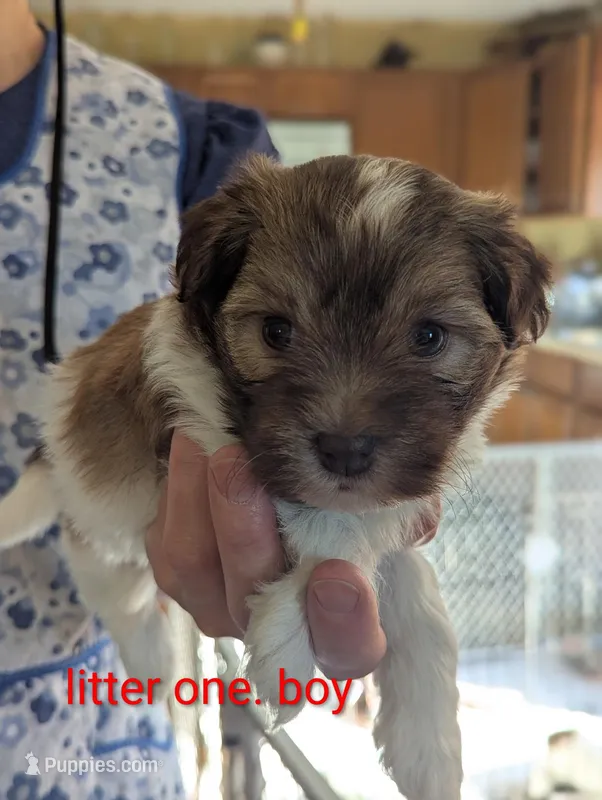 Jemma – Havanese puppy for sale in Trenton, NJ