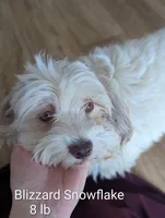 Jemma, a female Havanese for sale in Trenton, NJ – Photo 3 of 3