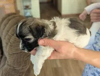 Jemma, a female Havanese for sale in Trenton, NJ – Photo 2 of 3