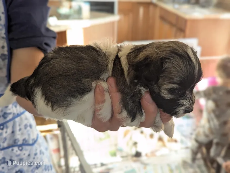 Jason – Havanese puppy for sale in Trenton, NJ