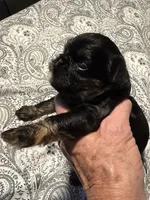 Sabastian, a male Brussels Griffon for sale in Trenton, NJ – 3 of 8