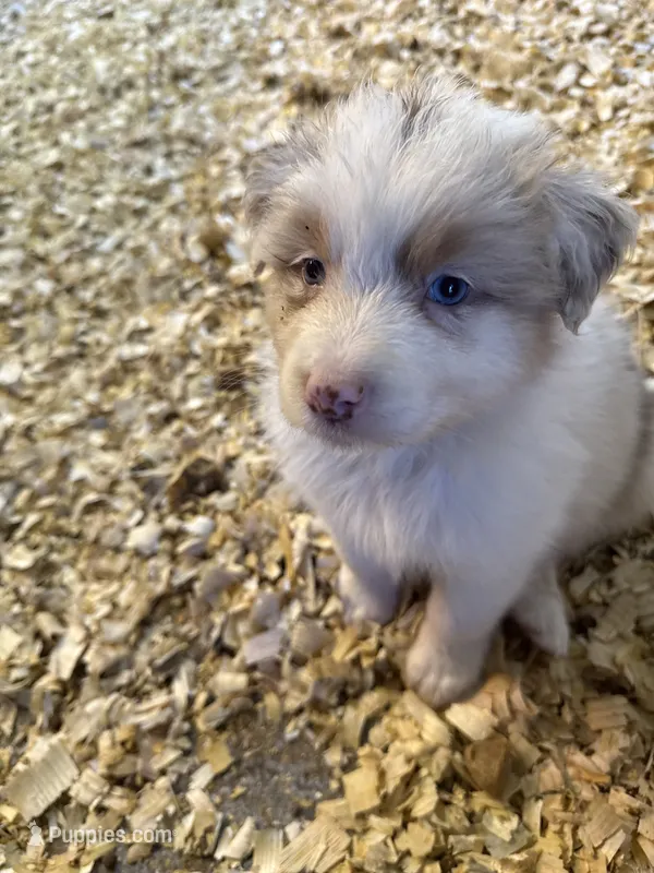 Atlas – Australian Shepherd puppy for sale in Trenton, NJ